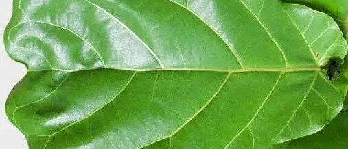 Fiddle Leaf Fig Tree (Ficus lyrata)