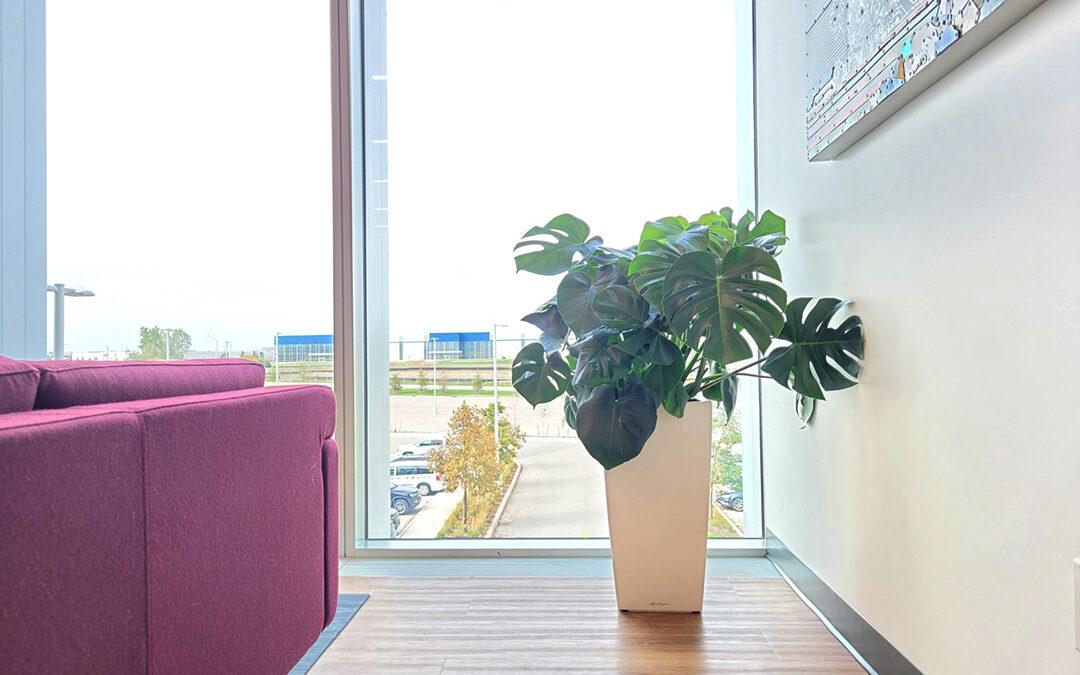Plants for the office Oakville Mississauga Brampton Vaughan. Office plants supply and care Toronto