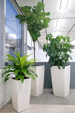 Floor plants