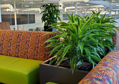 Office plants Brampton