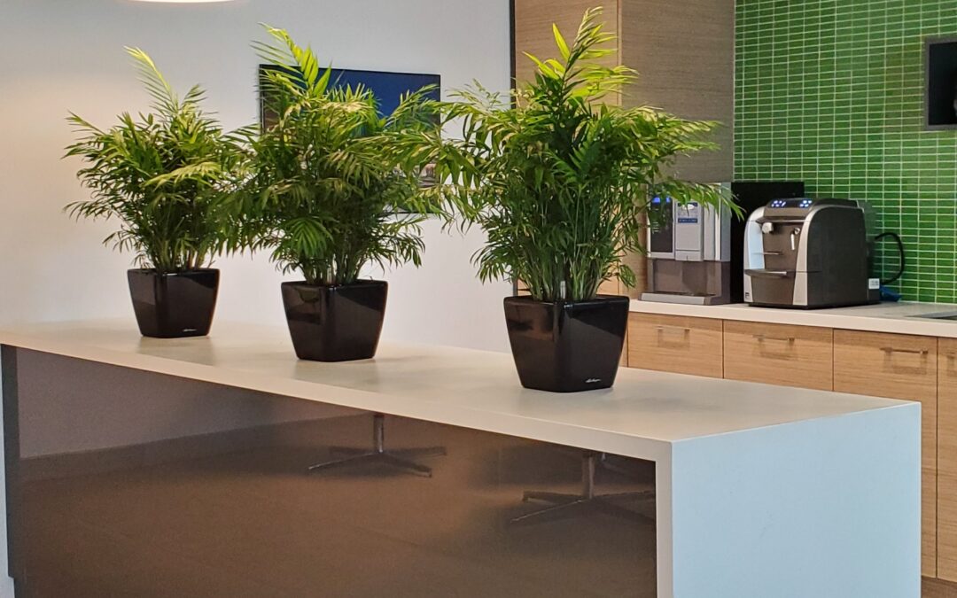 Plants in an Oakville office