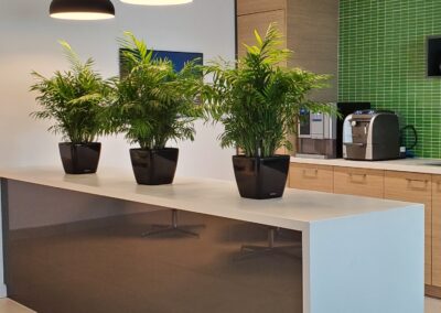 Plants in an Oakville office