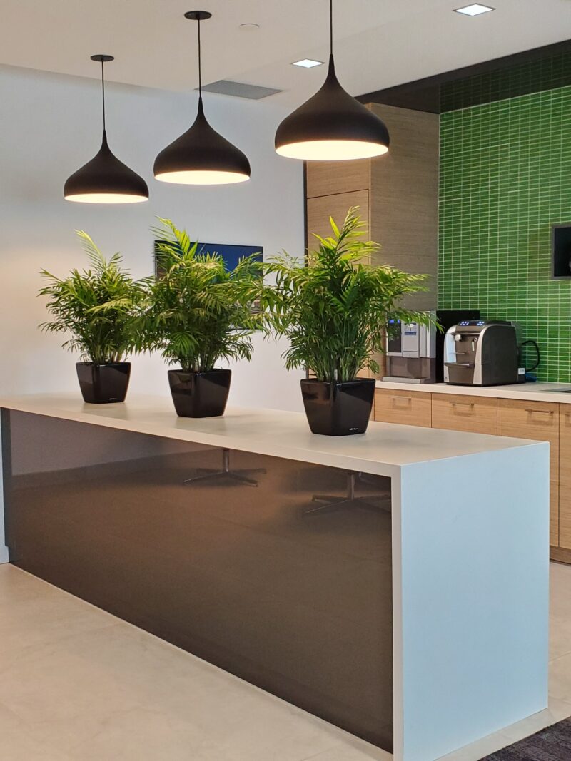 Plants in an Oakville office