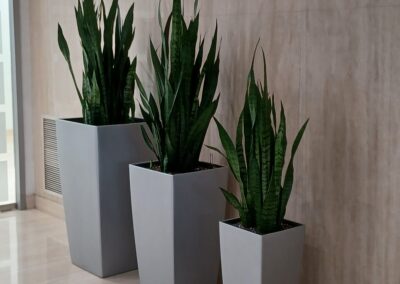 Plants for an office Mississauga