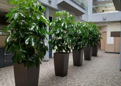 Indoor Tropical Umbrella Trees in a Guelph office