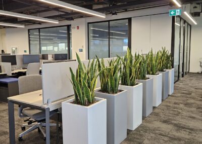 Indoor plant for the office Mississauga