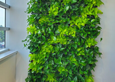 Living wall Vaughan office plants. Plant for an office Vaughan. Tropical office plants. Office plant care.