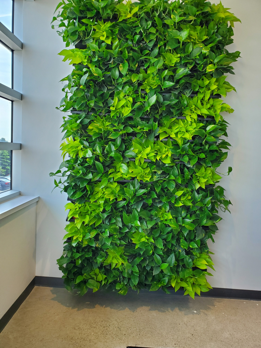 Living wall Vaughan office plants. Plant for an office Vaughan. Tropical office plants. Office plant care.