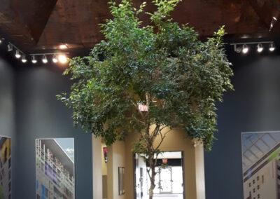 plant for the office mississauga, office plants, interior landscaping, office plant care service Vaughan