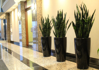 Office plant care Barrie, Newmarket, plants for the office Barrie, office plants Vaughan