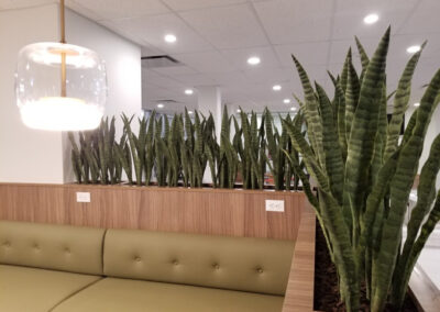 Artificial office plants. Plants for the office. Fake office plants. Plant care office. Office plants Oakville. Plants for the office Mississauga