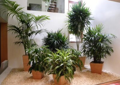 Tropical plants for the office. Tropical plant care Oakville and Burlingon. Office plants. Plants for the office.