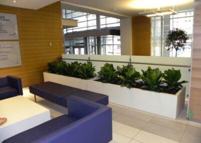 Office plant installation Toronto, Mississauga, Brampton, Vaughan. Plants for my office Barrie and Newmarket