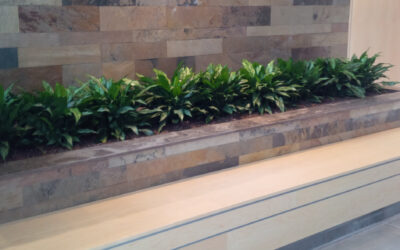 September’s Featured Plant – Aglaonema