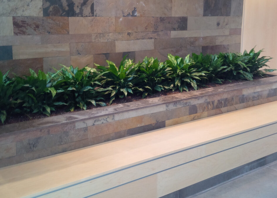 Plants for the office, office plants Toronto Mississauga Vaughan Brampton Oakville