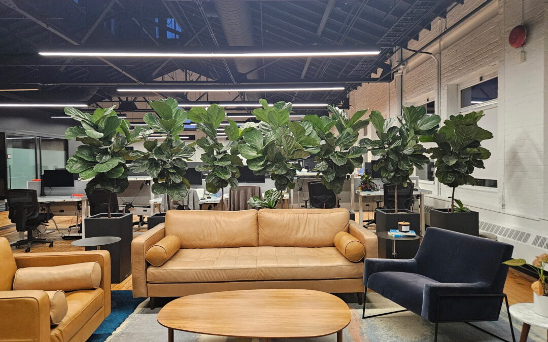 Office plants Toronto. Plants for an office Vaughan. Office plant maintenance. Tropical plants for the office Toronto, Mississauga, Brampton