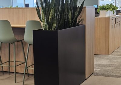 Plants as room divider. Office plant divider. Snake plants Mississauga. Office plants Mississauga, plants for my office Mississauga