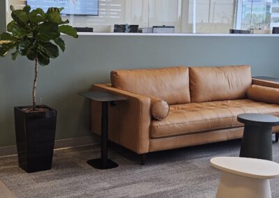 Fiddle Leaf fig office plant, office plants Mississauga, plant care mississauga. Office plant service Mississauga