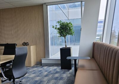 Office plants Toronto, office plant sales Toronto, office plant design Toronto