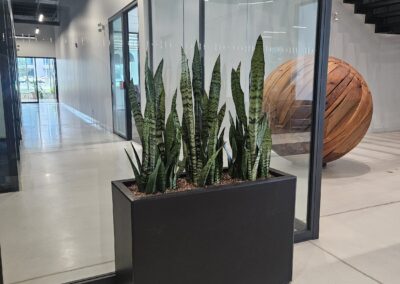 office plants mississauga oakville brampton burlington. Plants for my office. Corporate plants
