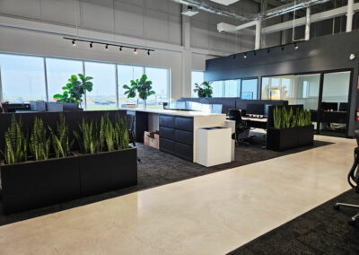 Plants for an office Toronto, Barrie, Vaughan, large indoor plants, indoor office plants Toronto, Barrie, Vaughan