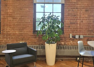 Toronto office plants. Stems office plants, Tropical Plant Concepts Toronto. Ambius office plants GTA