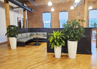 Indoor plants for office Barrie, Mississauga, Brampton, Vaughan, Oakville. Indoor office plants. Indoor landscaping GTA