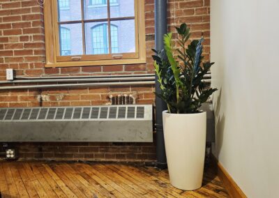 Office plants Toronto. Plants for my office Mississauga Brampton Vaughan Oakville . Office plant design. Tropical office plants GTA