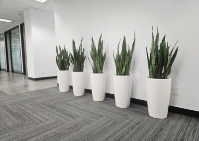 office plants Toronto, office plants Mississauga, Office plants Brampton, Office plants Vaughan, plants for an office toronto, mississauga, vaughan, oakville, brampton