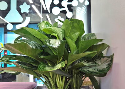 Office plant, plants for an office Mississauga Vaughan Barrie Oakville Toronto, office plant service, office plant installation, tropical plants for the office, interior plants for office