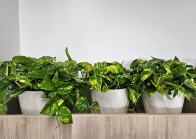Office Plant service, office plant maintenance, tropical office plants Mississauga Oakville Burlington, Hamilton, Barrie, Vaughan
