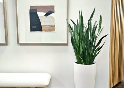 Tropical office plants Mississauga. Indoor office plants brampton Oakville, Vaughan, tropical plant maintenance for office. Indoor house plants