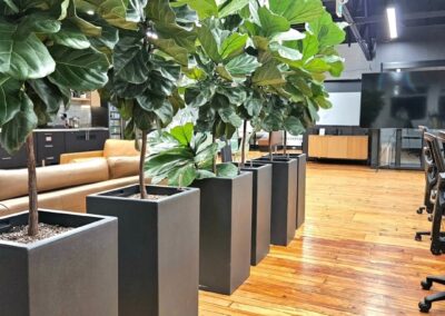 Plants for Mississauga office, Brampton office, indoor plant care Vaughan, office plant care